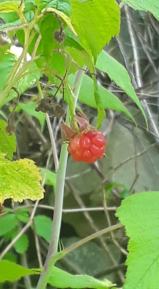 Photo de Andrée Marcotte.