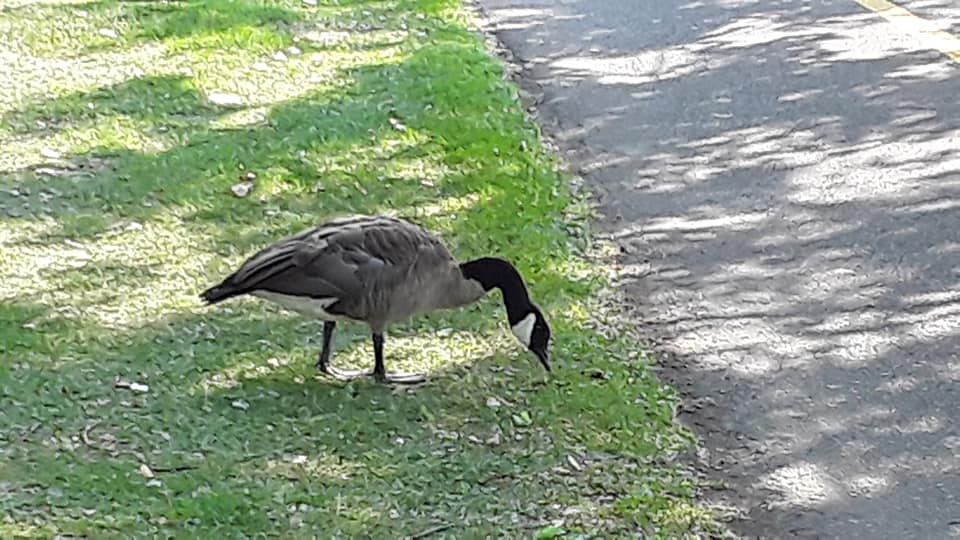 Photo de Andrée Marcotte.